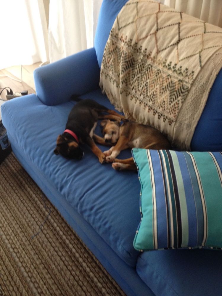 11353858_10153545182444796_1736655949_o (1)