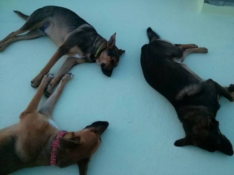 12249983_10153599895213533_5794753807831936733_n