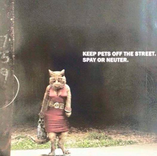 11248957_873444619369418_8263569308452064430_n